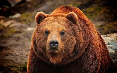 Нападения медведя-шатуна на зимовье: тактика обречённого зверя | В когтях у  хищника | Дзен