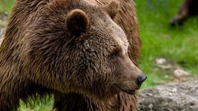Видео спасения туриста, пострадавшего от нападения медведя в Ергаках,  опубликовано в сети - KP.RU