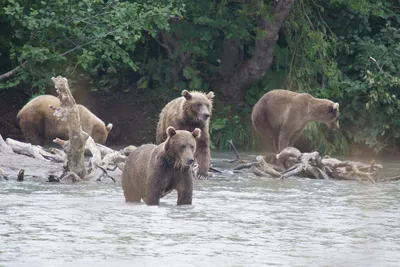Подробности нападения медведя на охотников в Жиганске - YakutiaMedia.ru