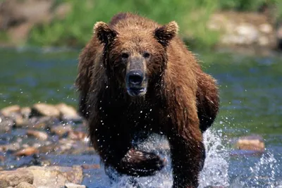 Состояние вахтовиков подвергшихся нападению медведя в Якутии оценивается  как средней степени тяжести - Новости Якутии - Якутия.Инфо