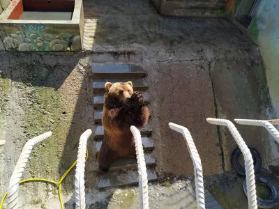 На Камчатке медведи продолжают нападать на людей – есть погибшие » Новости  на Vostok.Today – никакой пропаганды, только новости!