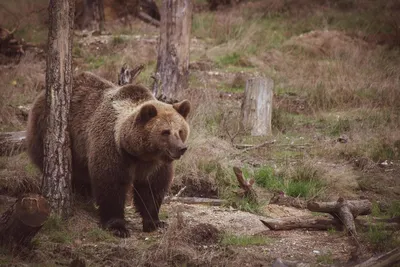Как не огрести от медведя: 5 основных правил