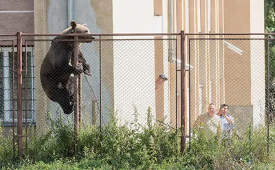 Нападение медведя привело к смерти сотрудника зоопарка