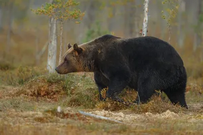 Власти Ярославля выпустили рекомендации после нападения медведя — РБК