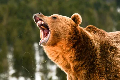 Оголодавшие камчатские медведи переключились с ягод на людей // Видео НТВ
