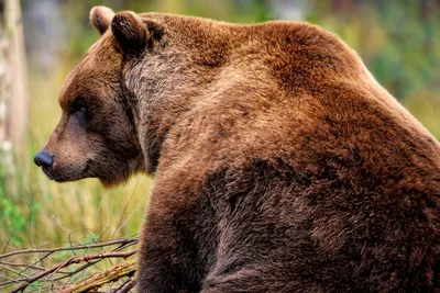 В Якутии медведь напал на двоих рабочих, оба в больнице с травмами |  ОБЩЕСТВО | АиФ Хабаровск