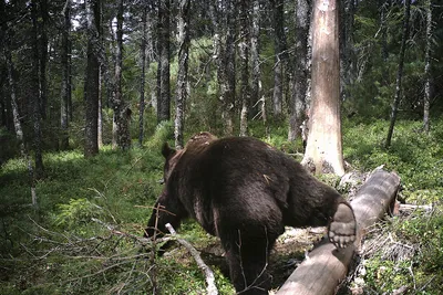 Огромный медведь напал на людей в Подмосковье