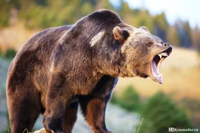 Медведь загрыз работника | Пикабу