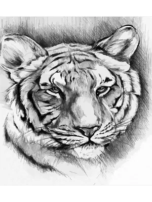 Наклейка с трафаретом тигра » maket.LaserBiz.ru - Макеты для лазерной резки