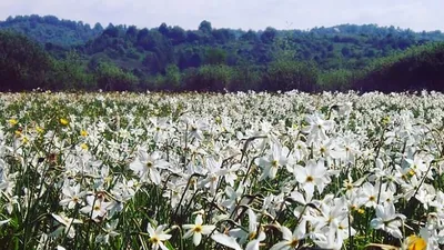 ФОТОФАКТ. У Долині нарцисів розкрилися перші нарциси @ Закарпаття онлайн