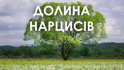 Долина нарцисів. Закарпаття - YouTube