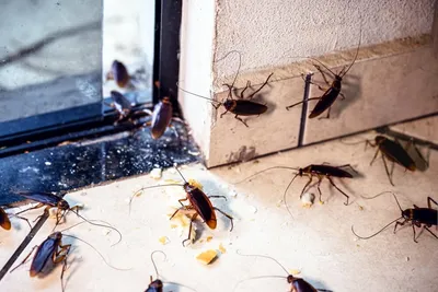 Первое впечатление обманчиво: появление в доме каких насекомых  действительно опасно и как с ними бороться - ForumDaily