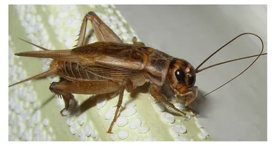 Список 15 насекомых которые обитают в вашем доме, хотя вы даже не  догадывались об этом | Пикабу