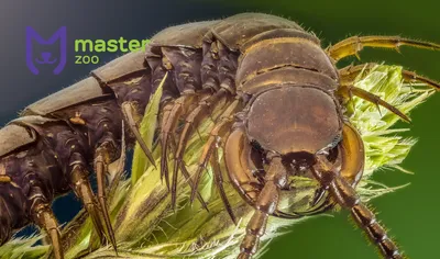 Популярные насекомые как домашние животные - Зоомагазин MasterZoo