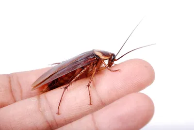 Неприятные насекомые в доме и квартире. Одинаково ли опасны нежданные  гости? | Лавка Смитти | Пауки-Птицееды (и не только) | Дзен