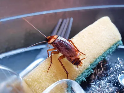 Домашние насекомые в квартире: виды вредителей