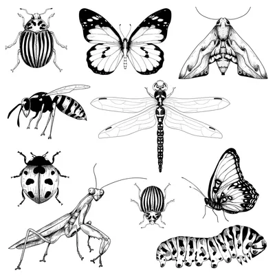 5 Самых Омерзительных насекомых, которые живут в квартирах | Генератор  Хорошего Настроения | Дзен