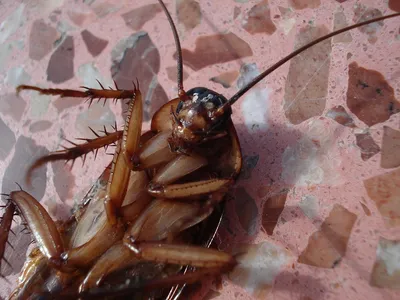 5 Самых Омерзительных насекомых, которые живут в квартирах | Генератор  Хорошего Настроения | Дзен