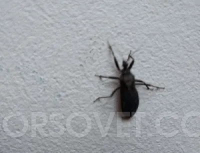 В Неваде - нашествие кузнечиков: насекомые покрыли собой дороги, здания и  лезут в дома людей - ForumDaily