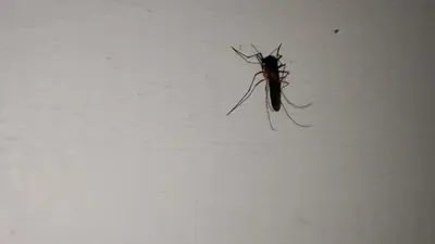 Крылатые муравьи-гиганты атаковали дома жителей Волгоградской области