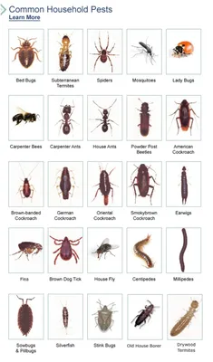 Виды домашних насекомых - 90 фото
