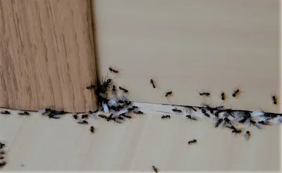 Как избавиться от насекомых дома: запахи, которые отпугивают незваных  гостей - МЕТА