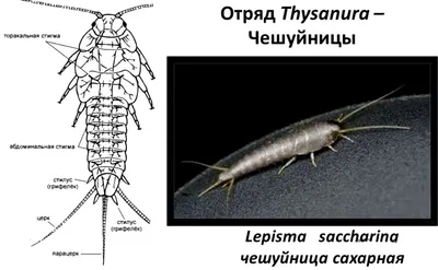 Насекомые в квартирах туляков: что едят мадагаскарские тараканы и чем  платят за секс самцы богомолов – Фотогалерея, фото 16 - MySlo.ru