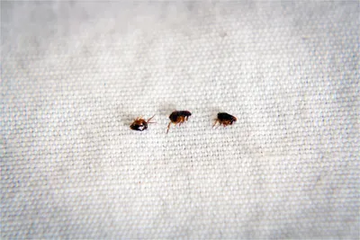 Маленькие черные насекомые (69 фото) - красивые фото и картинки pofoto.club
