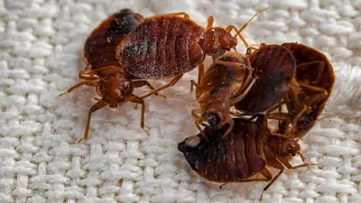 5 насекомых, которые могут жить у вас в доме и причинять вред здоровью