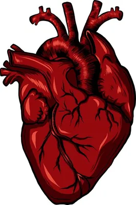 Настоящее человеческое сердце. векторная иллюстрация | Премиум векторы