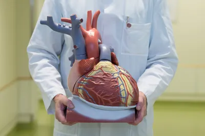 человеческое сердце изливающееся в закрытую камеру, изображение сердечного  клапана фон картинки и Фото для бесплатной загрузки