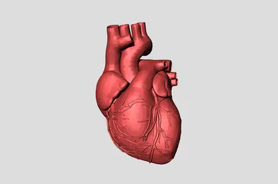 Чикагские биотехники напечатали человеческое сердце на 3D-принтере - 19  сентября, 2019 Популярное «Кубань 24»