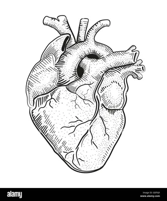 изображения человеческого сердца на черном фоне, сердце картинки человек,  сердце, анатомия фон картинки и Фото для бесплатной загрузки