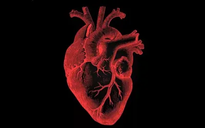 Анатомическое человеческое сердце из стекла и дерева — настоящее искусство,  созданное искусственным интеллектом | Премиум Фото