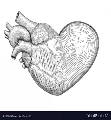 Сердце человека картинки - 59 фото