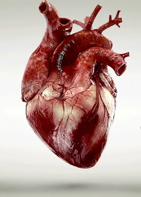 Человеческое сердце карандашом поэтапно - 53 фото