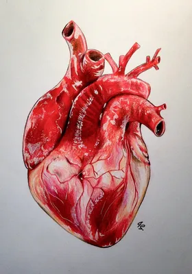 Человеческое настоящее сердце с нервами в красочном футуристическом стиле |  Премиум Фото