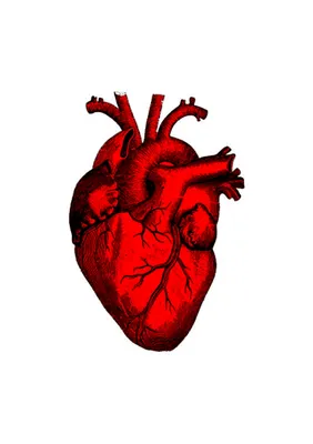 Человеческое Сердце На Черном Фоне Sagittal Раздел Вид — стоковые  фотографии и другие картинки Сердечный клапан - iStock