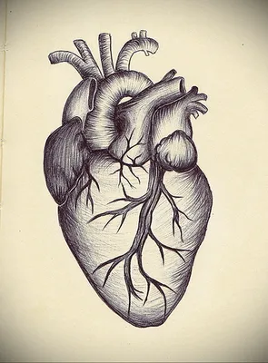 изображение которое показывает человеческое сердце, 3d рендеринг эффектов  свечения контура сердца на черном фоне, Hd фотография фото фон картинки и  Фото для бесплатной загрузки