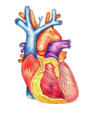 Рисунки для срисовки сердце человеческое - 47 фото