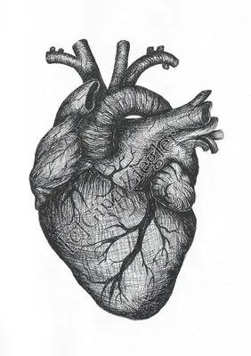 Человеческое сердце из полимерной глины - YouTube