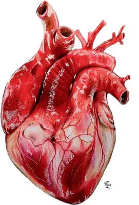 Анатомическое сердце арт - 35 фото