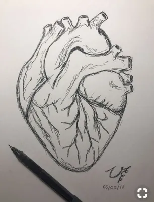 Человеческое сердце рисунок - фото и картинки abrakadabra.fun