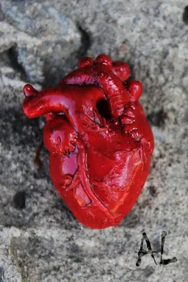 Человеческое сердце в разрезе | Пикабу