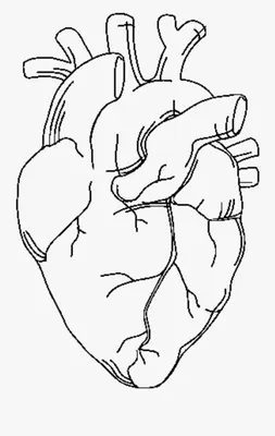 Рисунки карандашом человеческое сердце (56 фото) 🔥 Прикольные картинки и  юмор