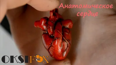 Человеческое сердце. Полимерная глина, пастель, лак. | Человеческое сердце,  Сердце, Счастливые таблетки