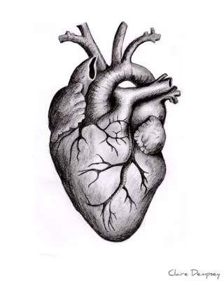 Интересные факты о человеческом сердце (Страница № 2)
