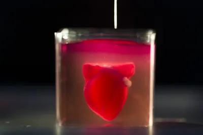 Анатомическое сердце из полимерной глины - YouTube
