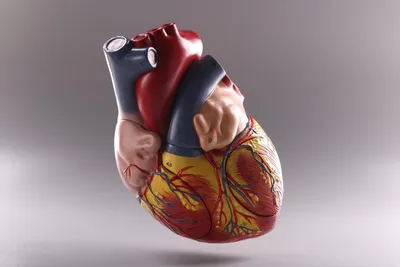 Ученые впервые напечатали на принтере полноценное сердце – Москва 24,  20.04.2019