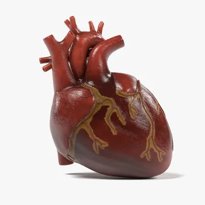 🫀 Анатомическое Сердце эмодзи — Значения, Скопировать